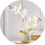 House plants.