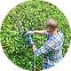 Man trimming garden bush.
