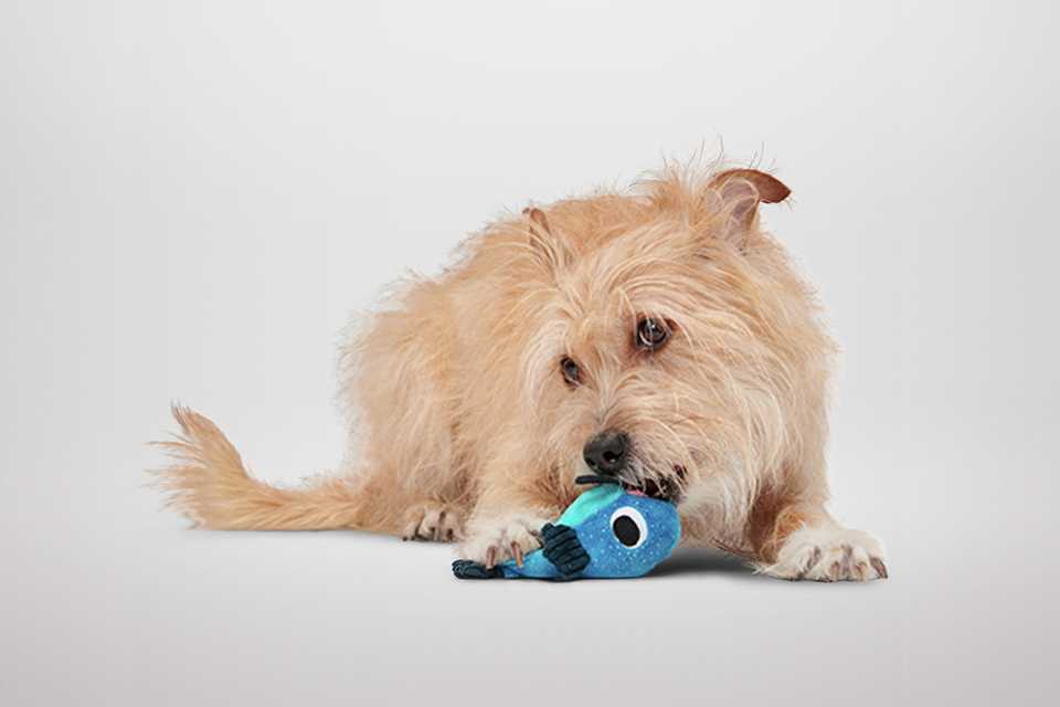 2 for £15 on Dog toys. Playtime just got better.