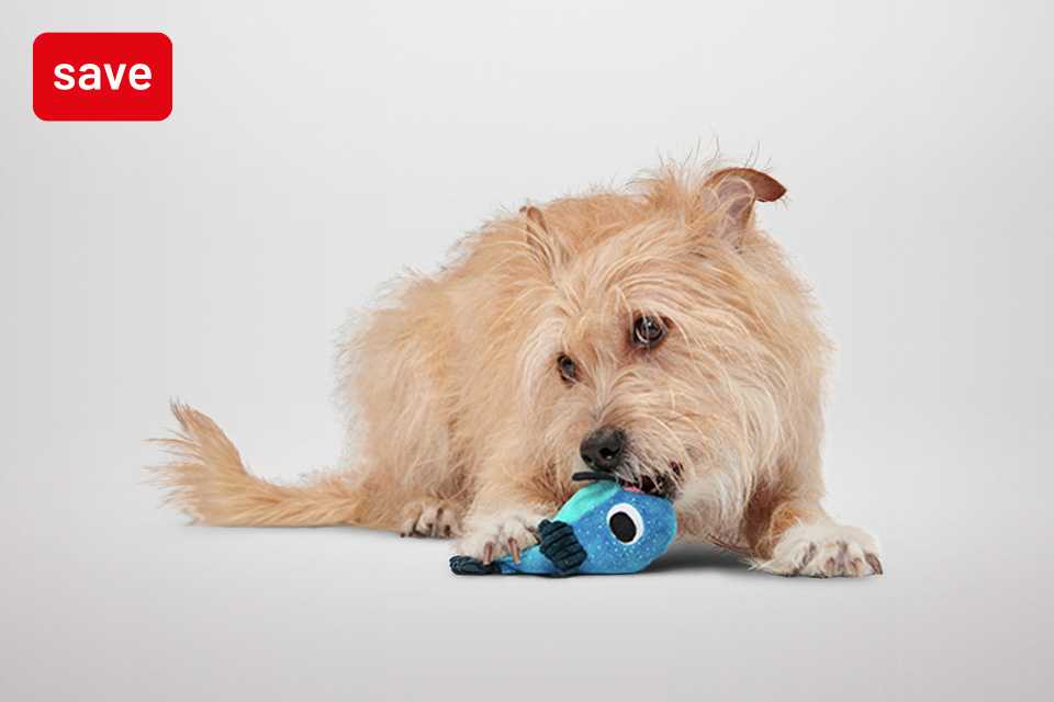 2 for £15 on dog toys. Playtime just got better.