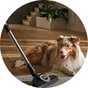 Miele Guard L1 Cat & Dog Pet Cylinder Corded Vacuum Cleaner.
