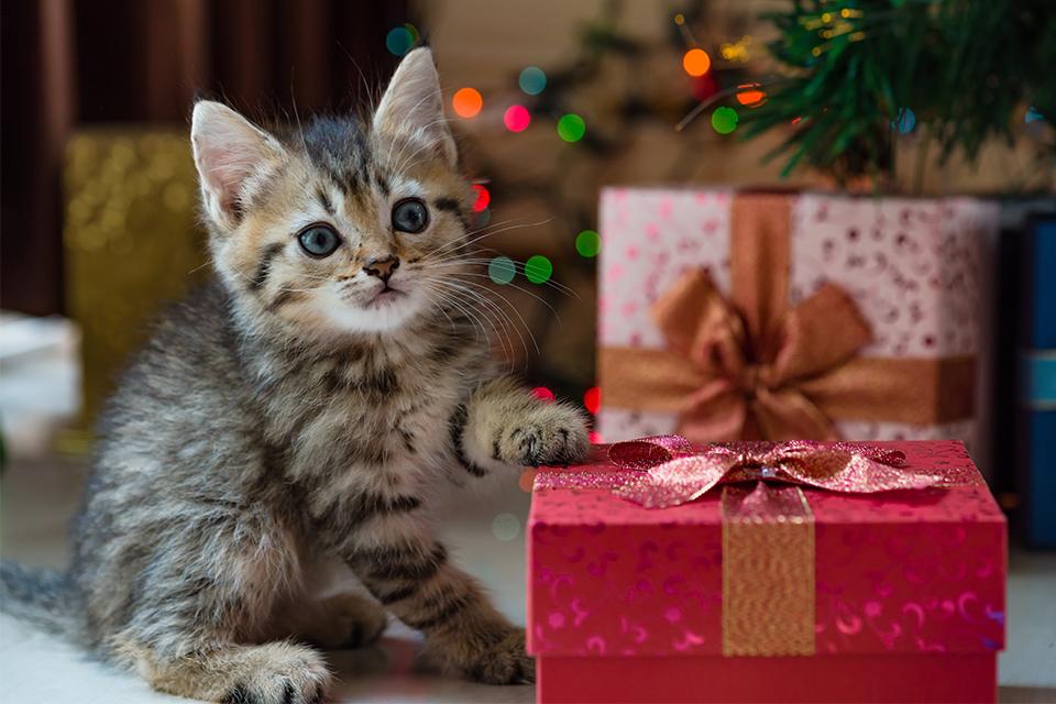 Kitten with paw on red present.
