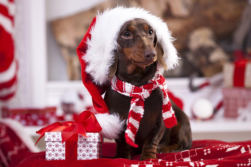 Dachshund wearing a Santa hat and small knitted scarf, sat next to a Christmas present on a red blanket.