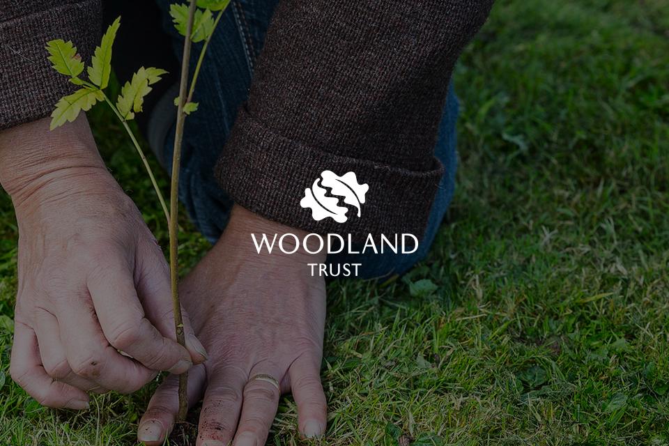Wood you rather.