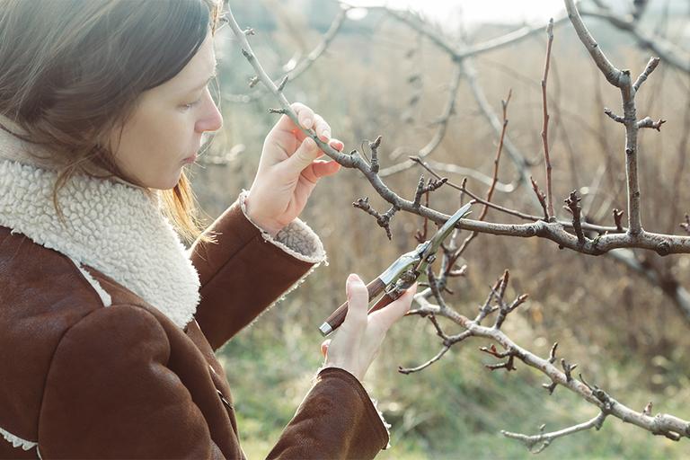 Tree pruning during sunny winter day.