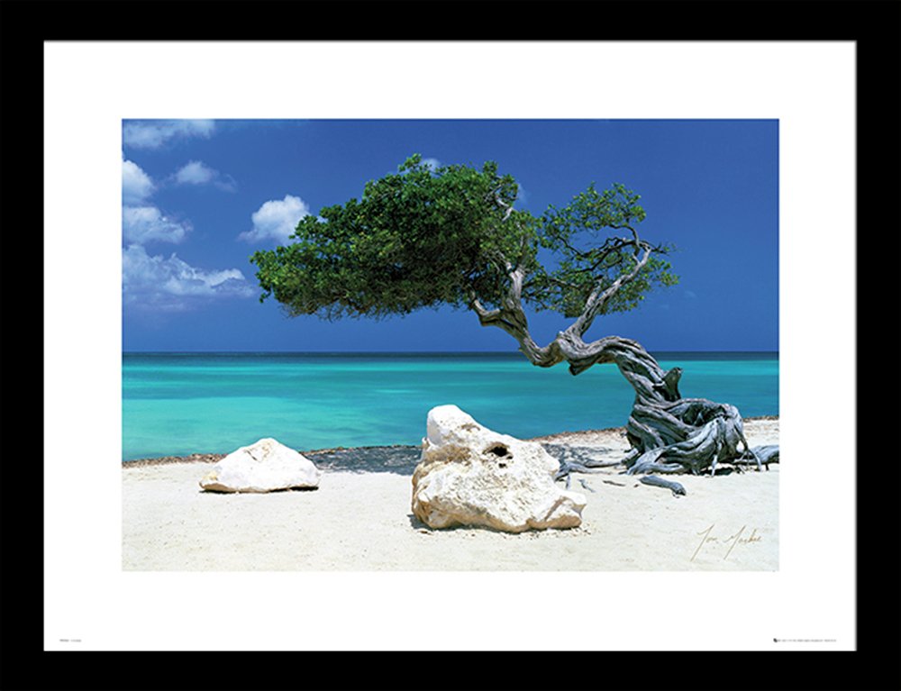 GB Eye Tom Mackie Divi Divi Tree Framed Print. review