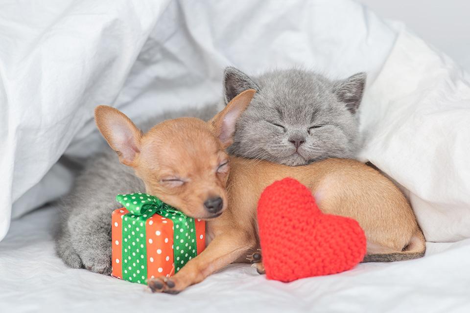 A grey kitten and a chihuahua cuddled up together in a white blanket. The chihuahua has it's head resting on a red and green wrapped present and a knitted red heart is led up against its side.