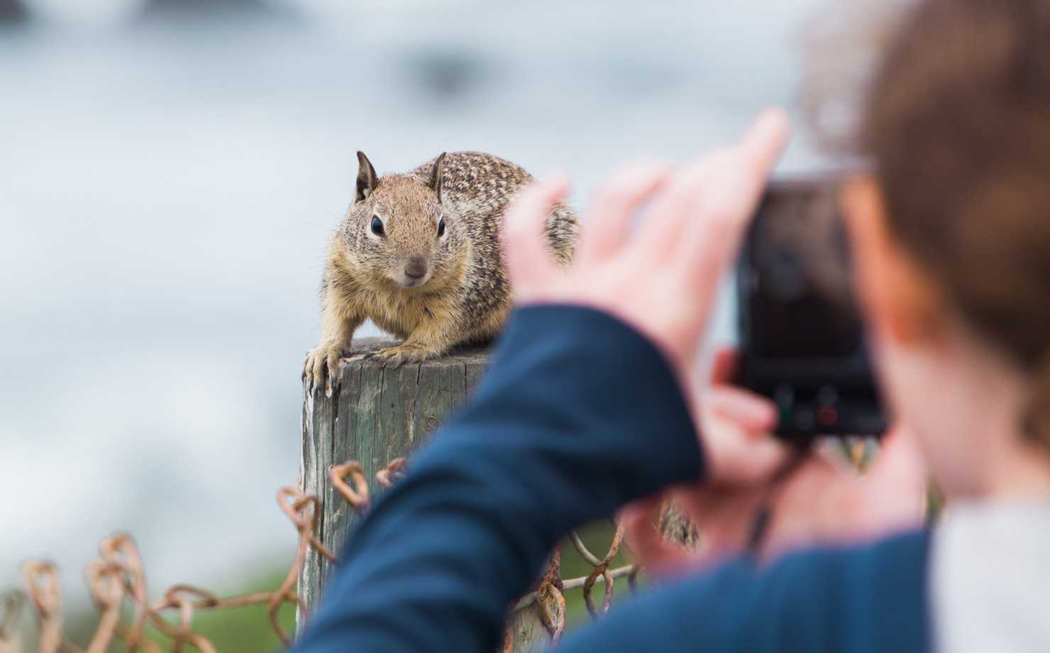 A person clicking wildlife pictures using a camera.