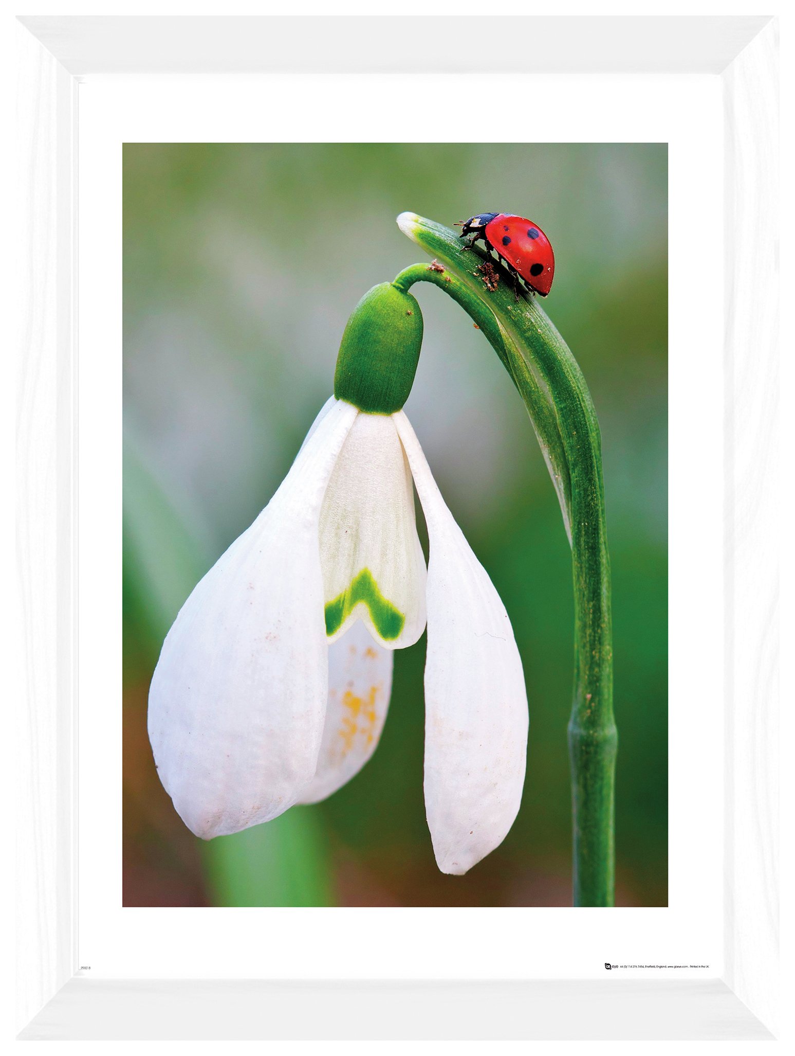 GB Eye British Wildlife Ladybird Framed Print Review