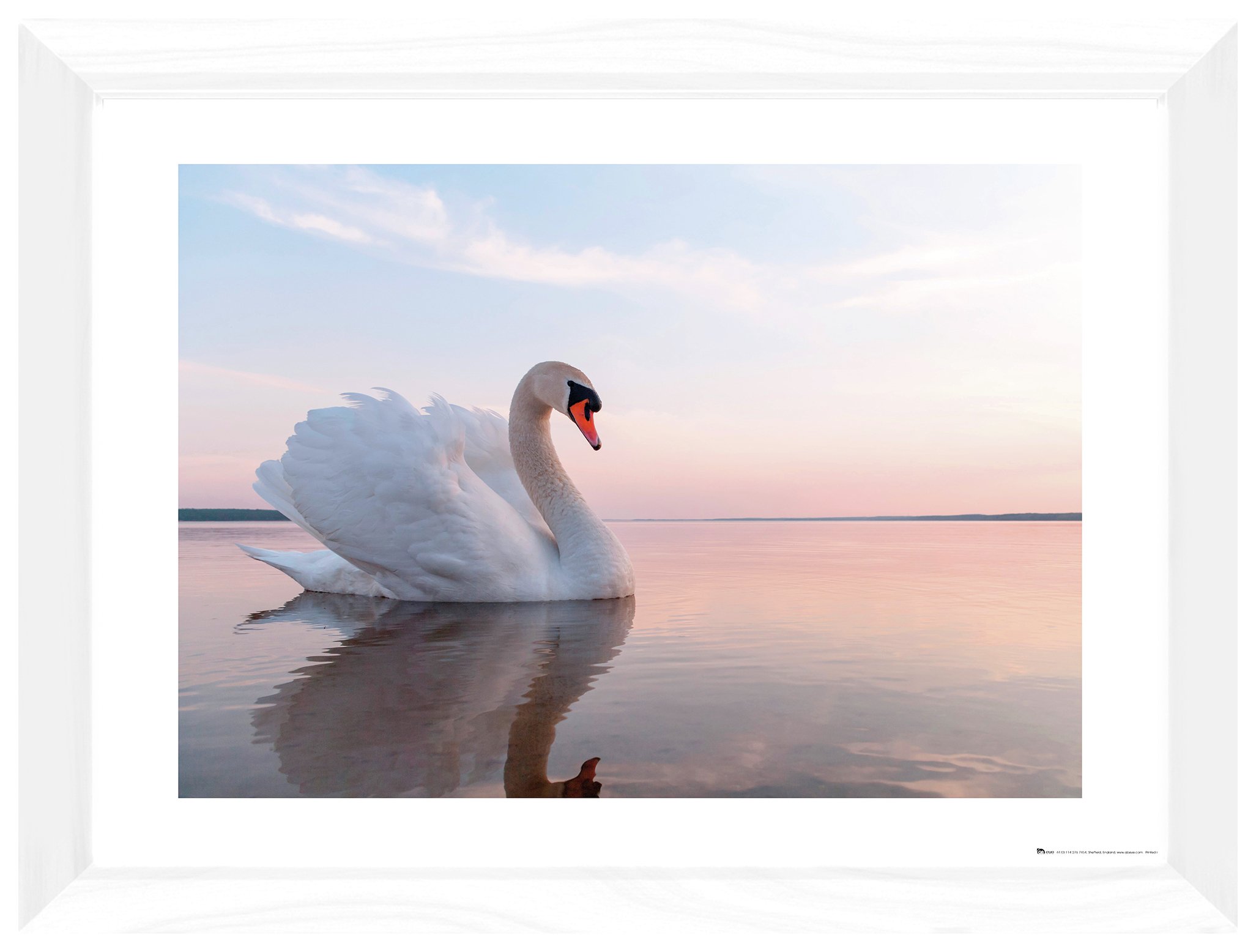 GB Eye British Wildlife Swan Framed Print Review