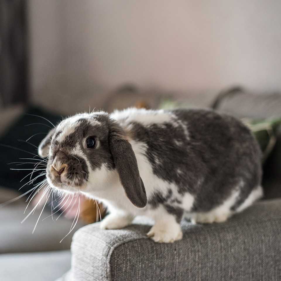 Lop