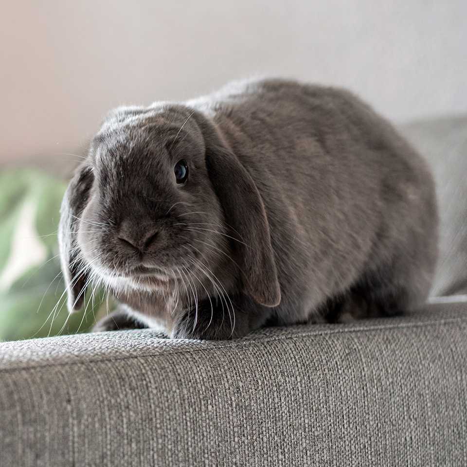 Mini lop