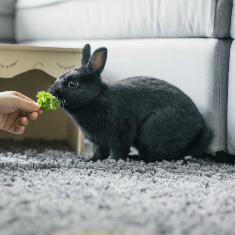 Taking care of your rabbit
