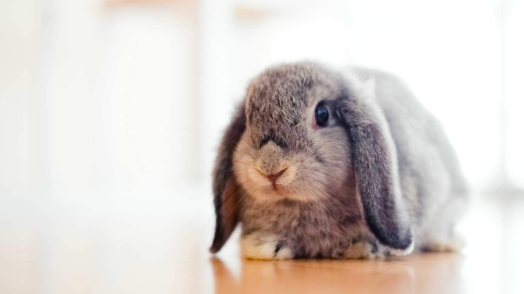 Bunny