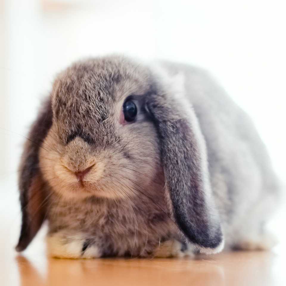 Rabbit insurance guide