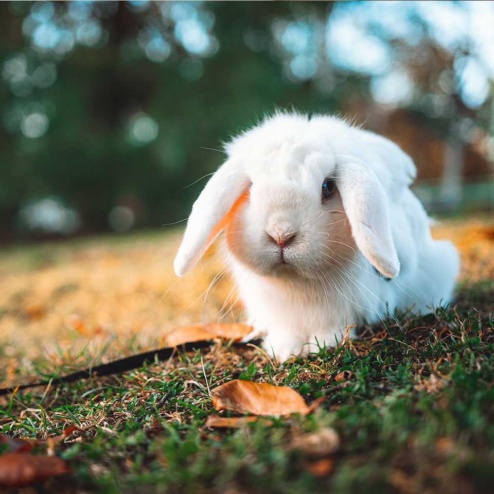 Lionhead
