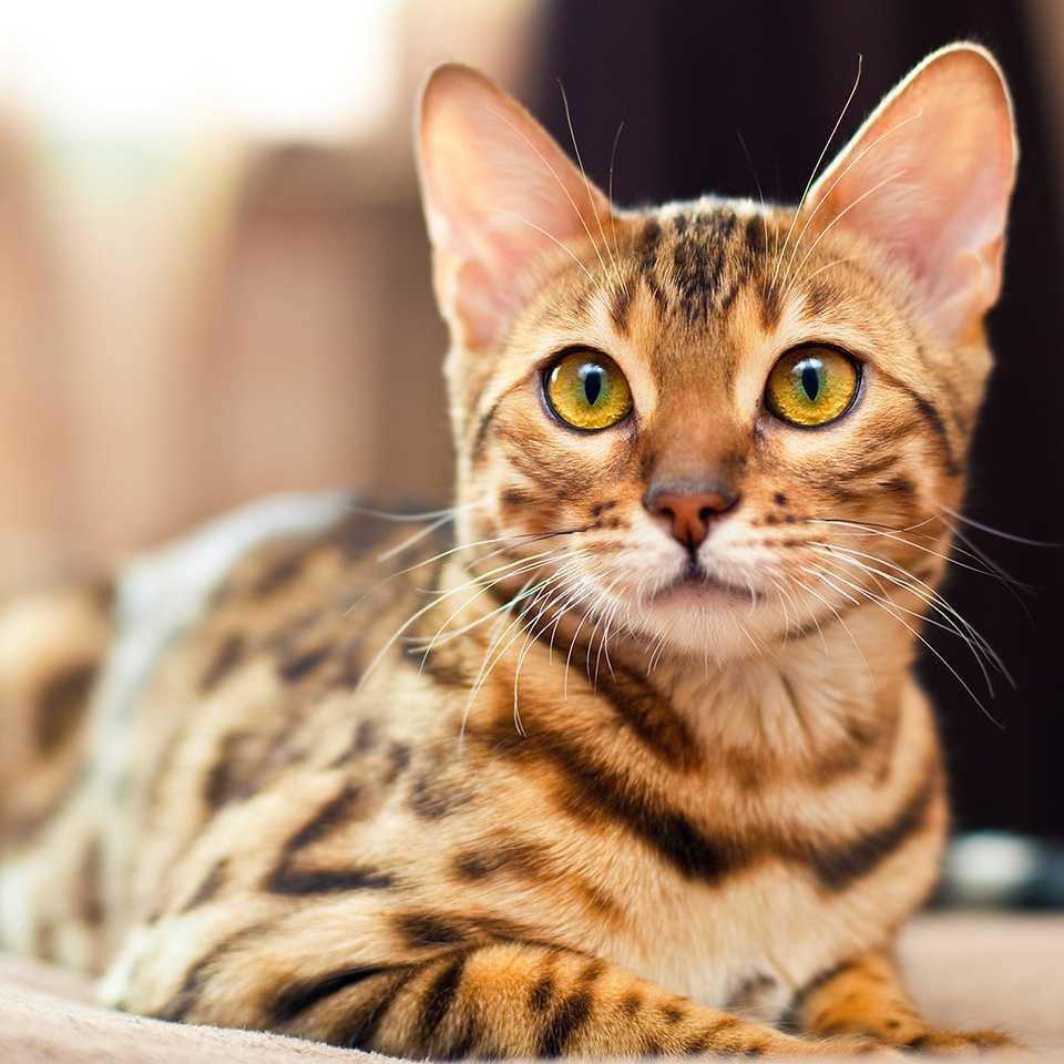 Bengal Cats