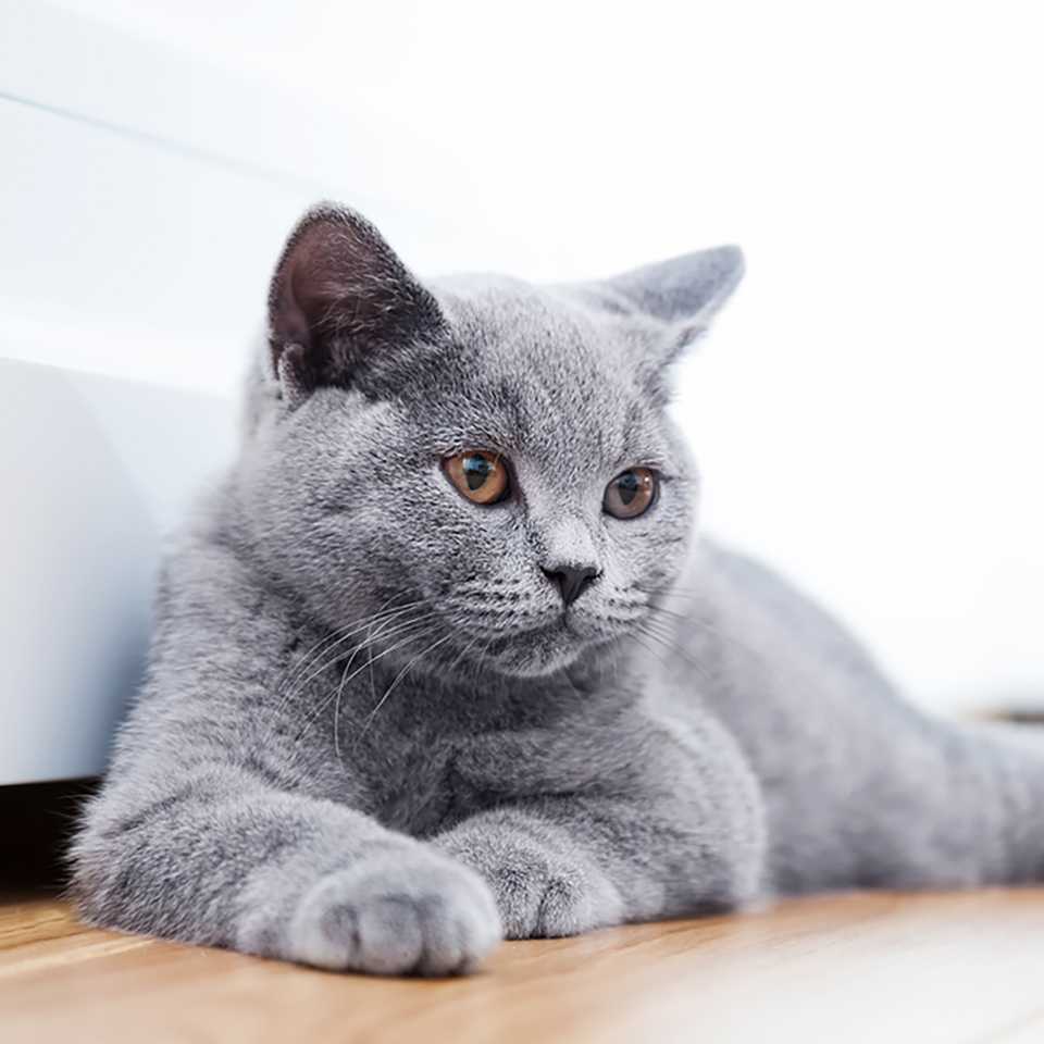 British Shorthair Cats
