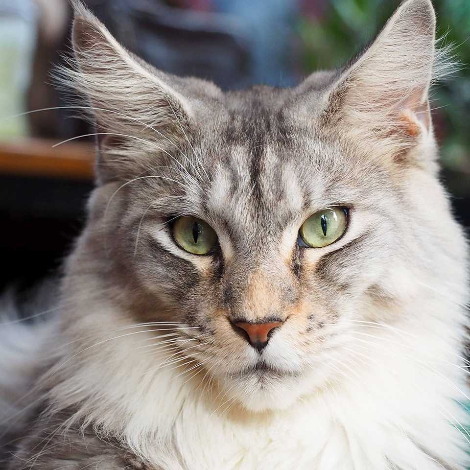 Maine Coons