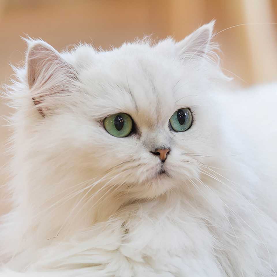 Persian Cats