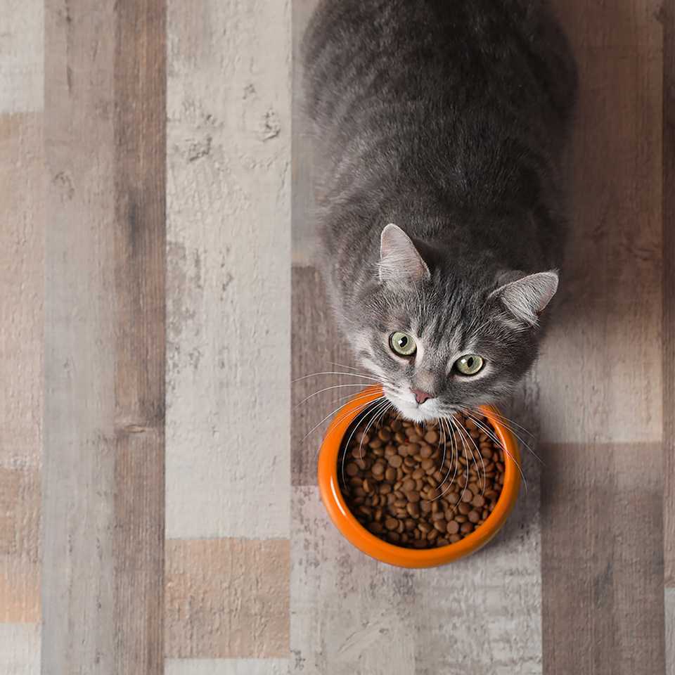 Prepare for your cat