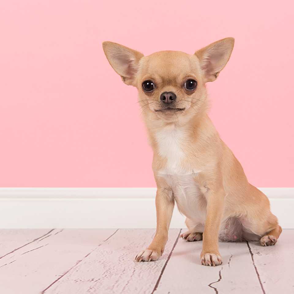 Chihuahua