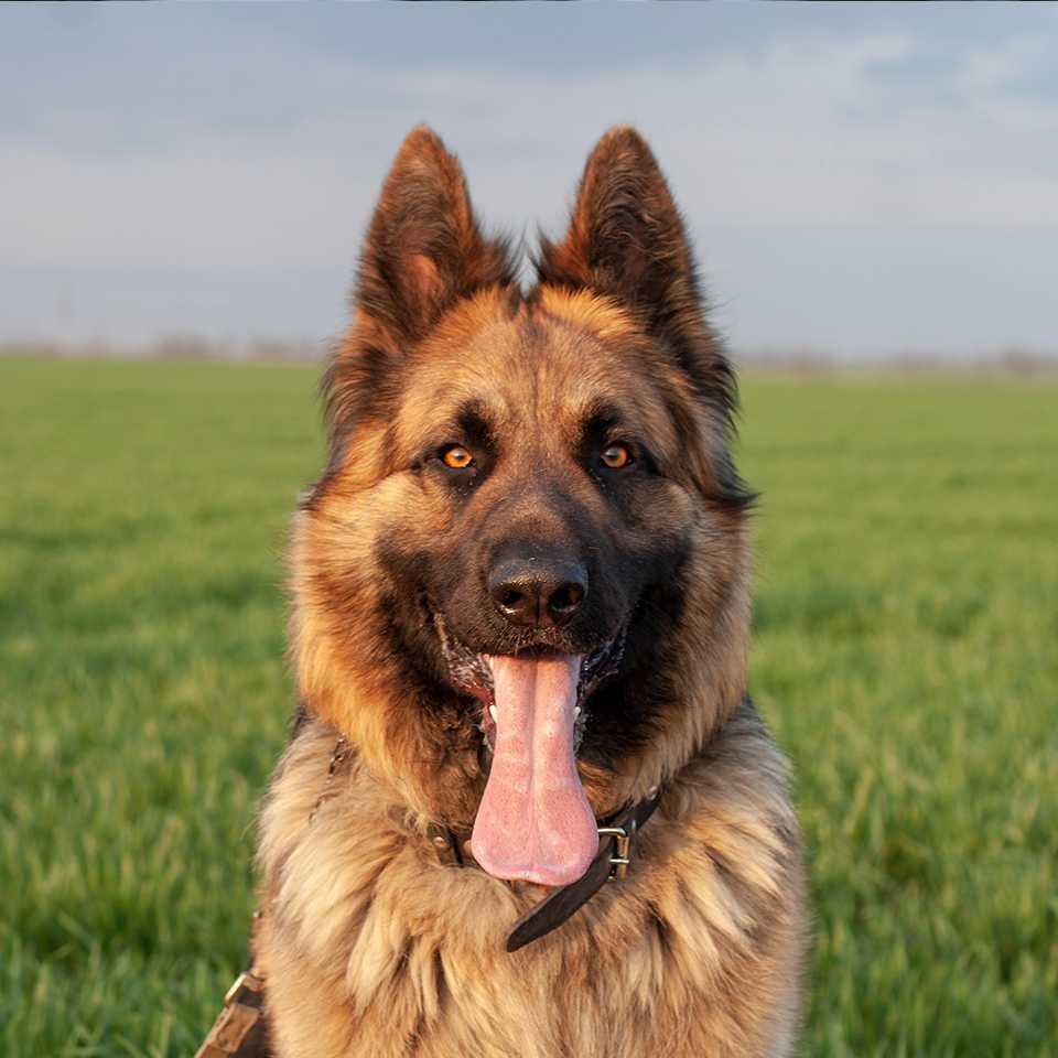 German Shepherd