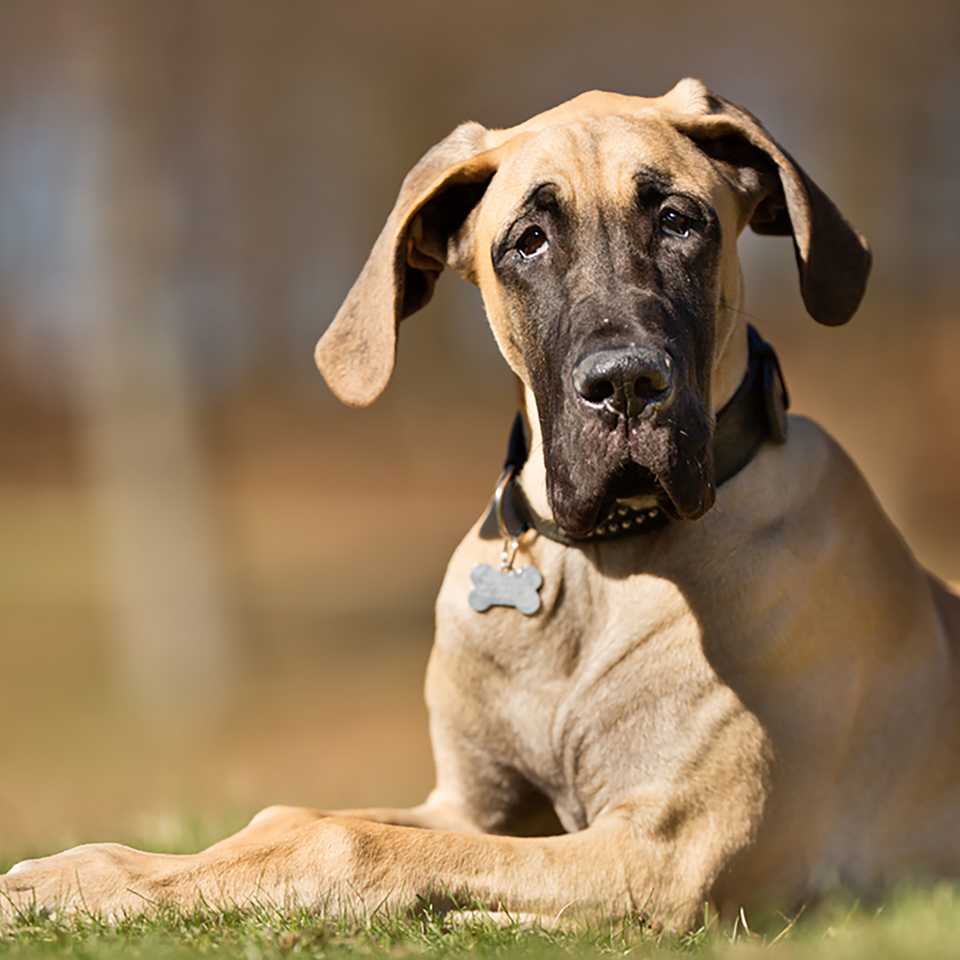 Buying a puppy safely and responsibly