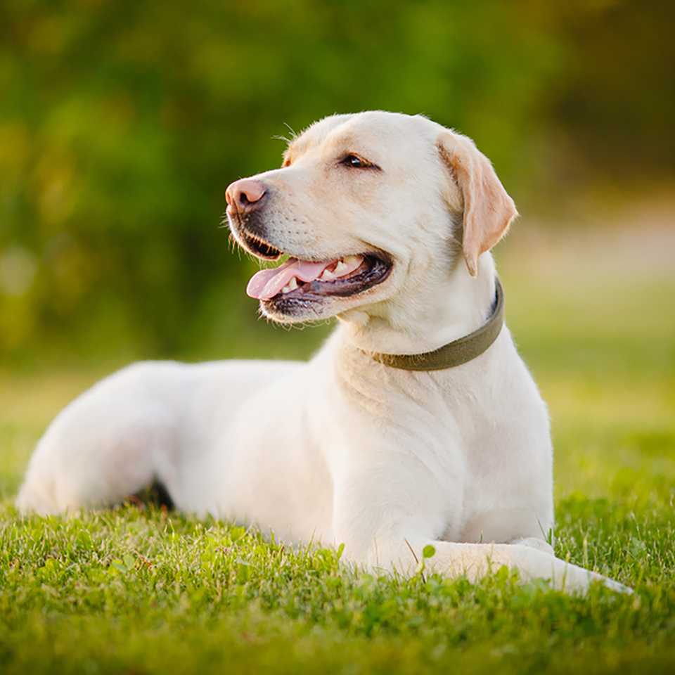 Labrador Retriever