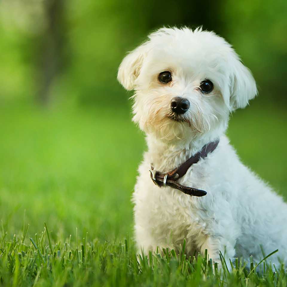 What to expect in your puppy's first 12 weeks