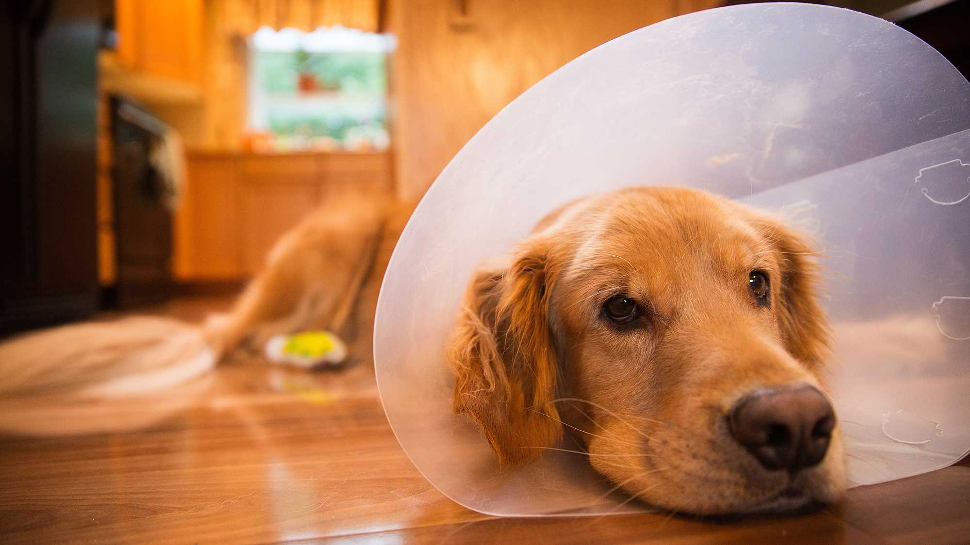 Dog in cone