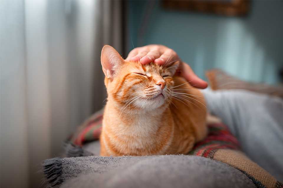Introducing a cat to your home.