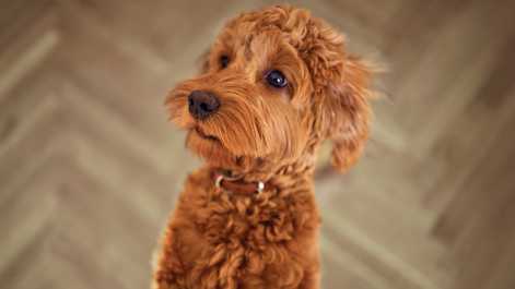 image of a dog