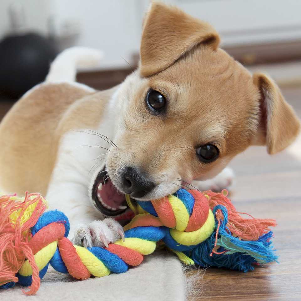 Puppy chewing a toy