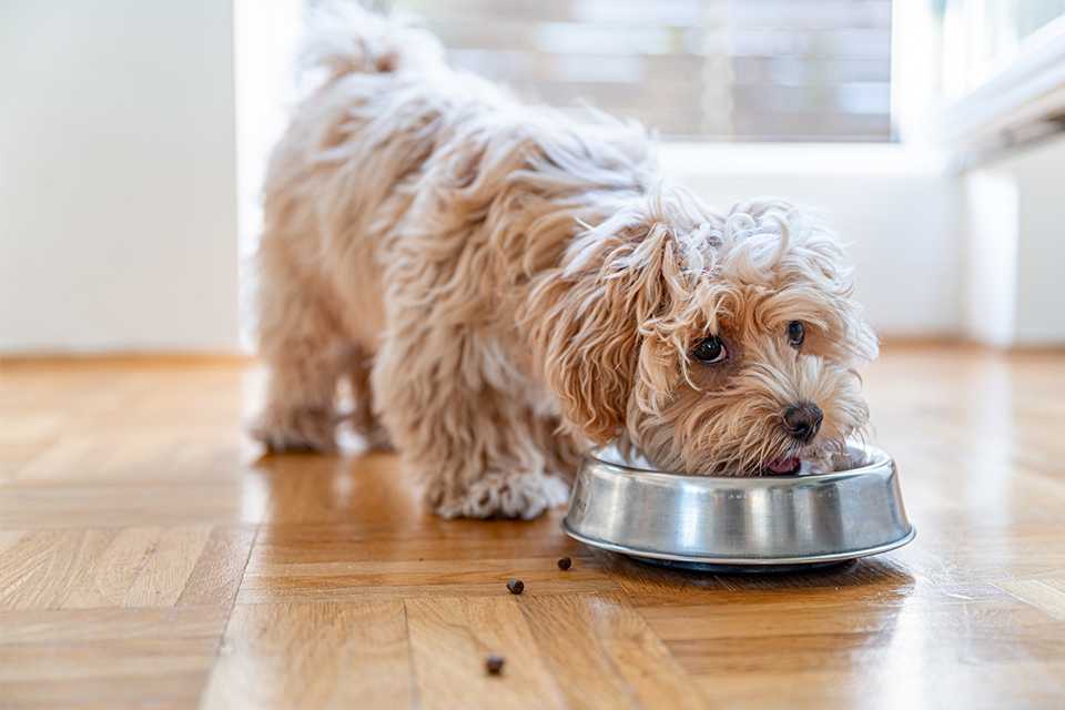 Small Breed Dog Food.