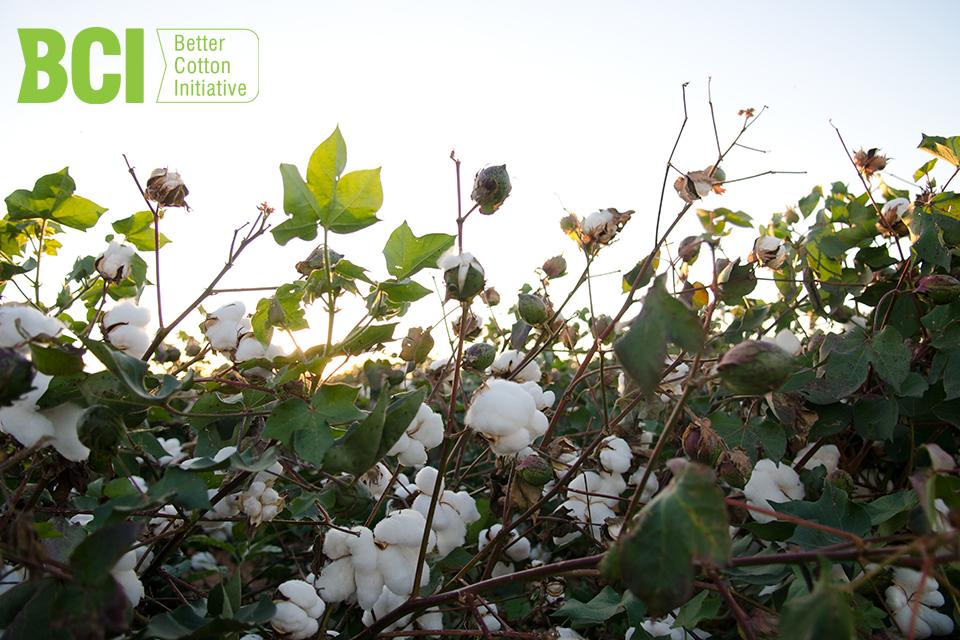 Better Cotton Initiative