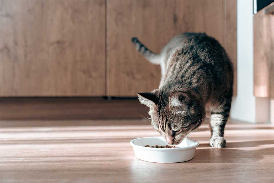 Wet or Dry Cat Food.