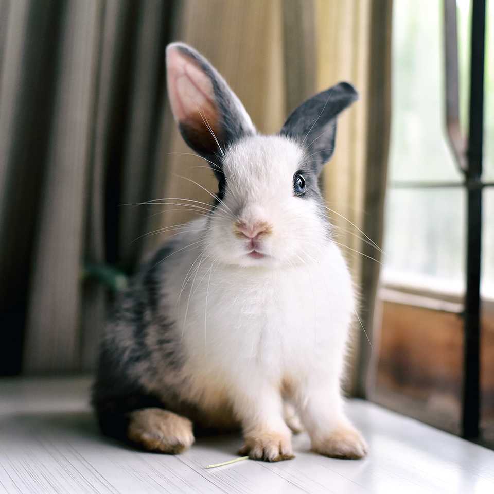 White and grey bunny