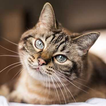Cat relaxing