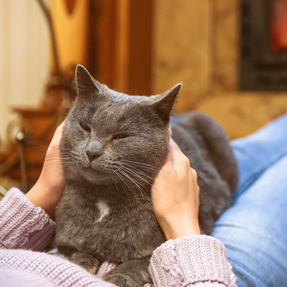 Cat-proof your home