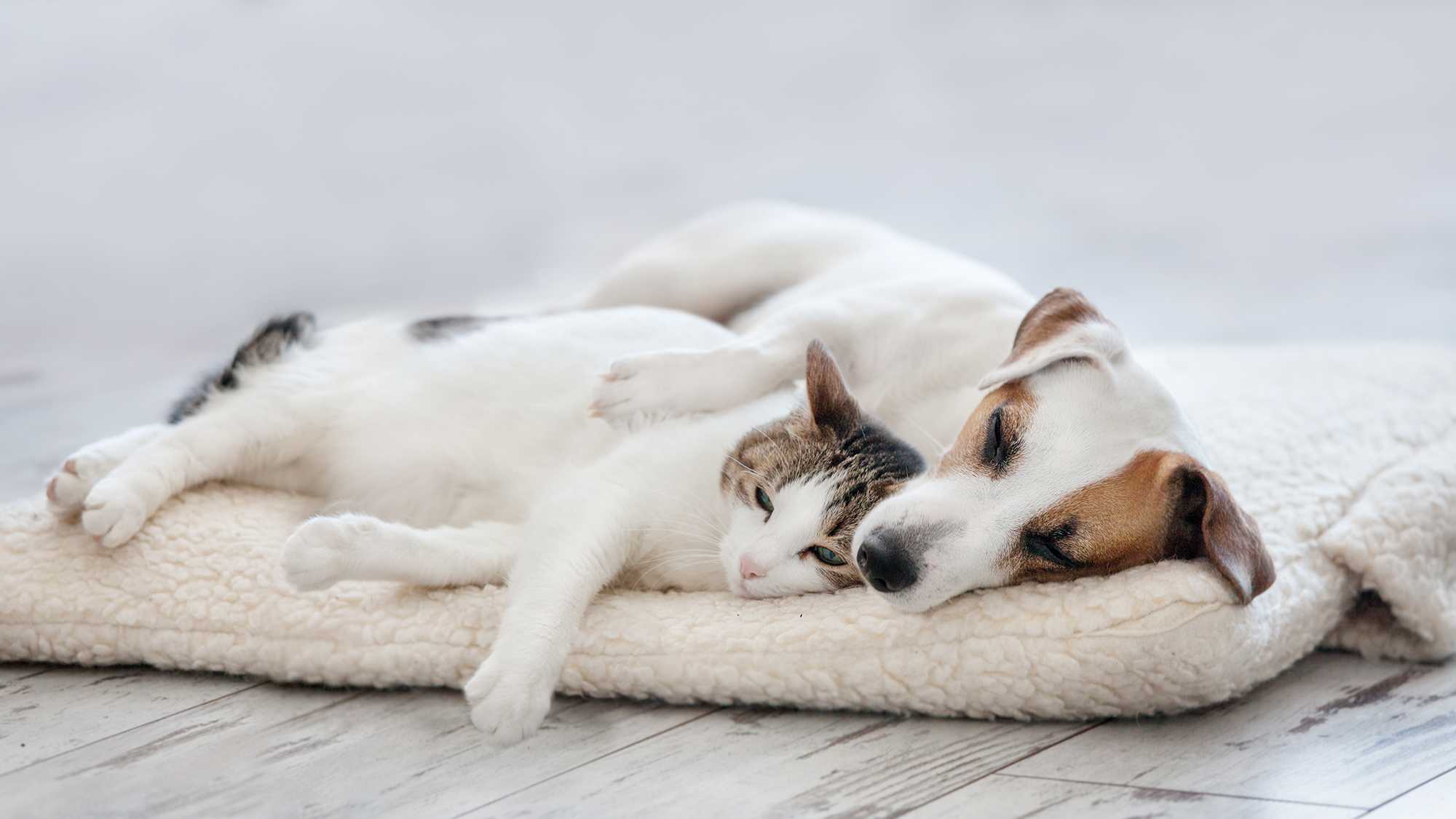 Cat and dog cuddles