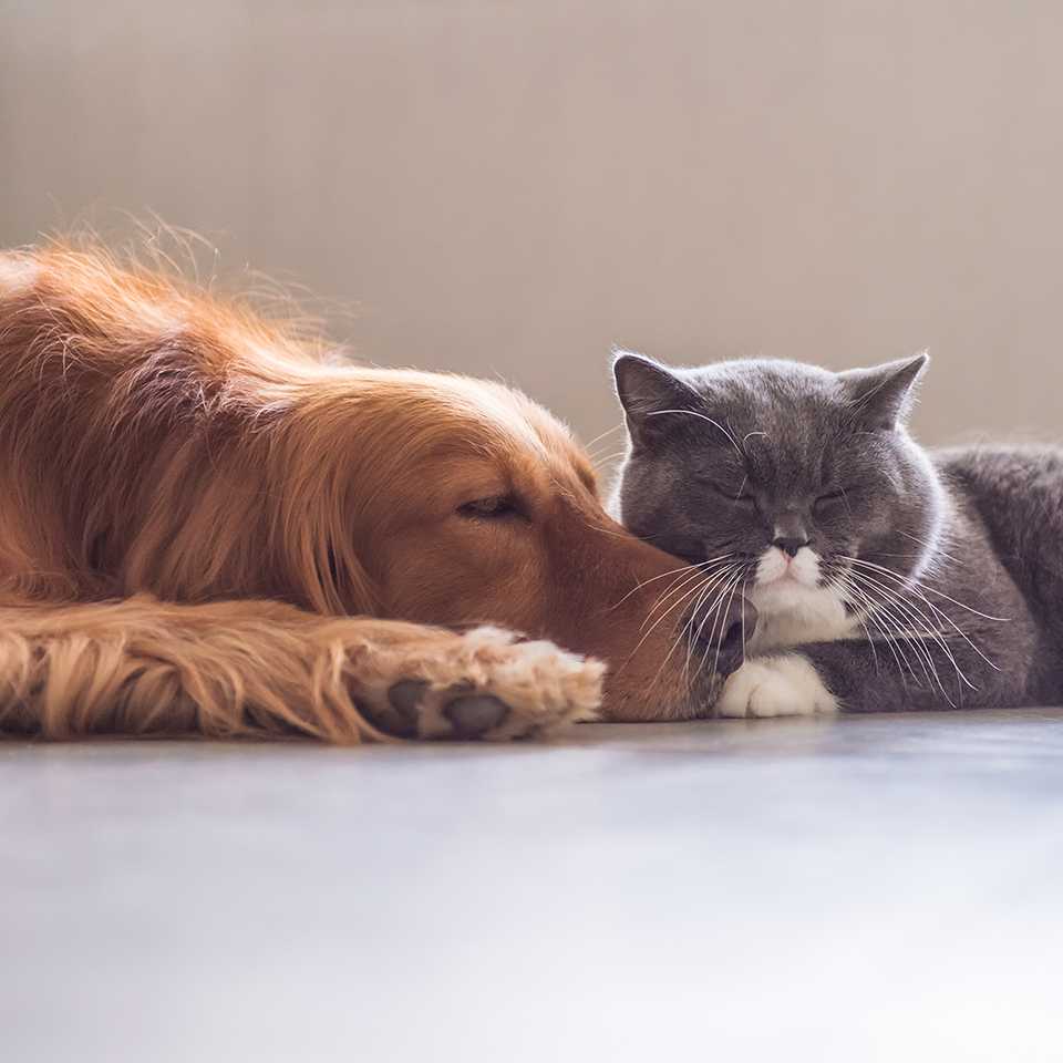 Cat and dog snoozing