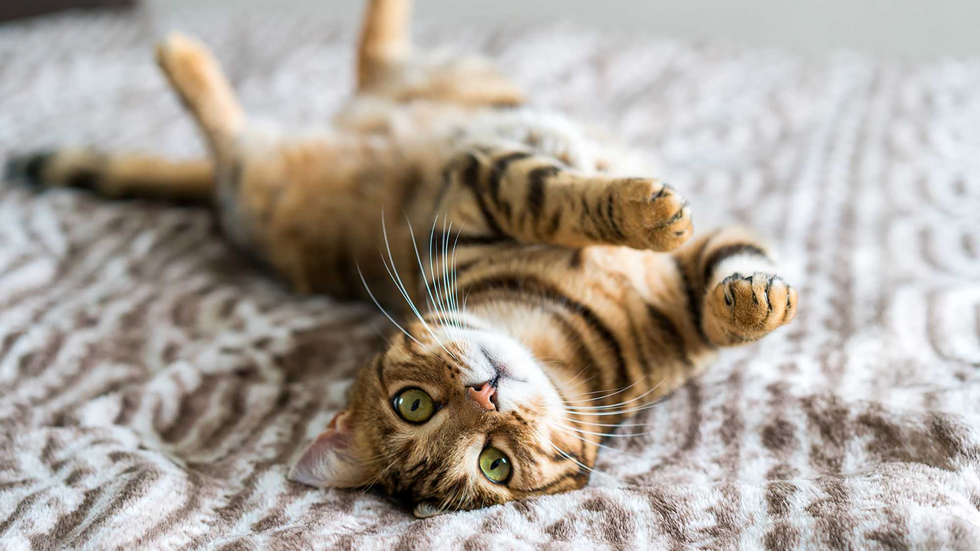 Cat stretching