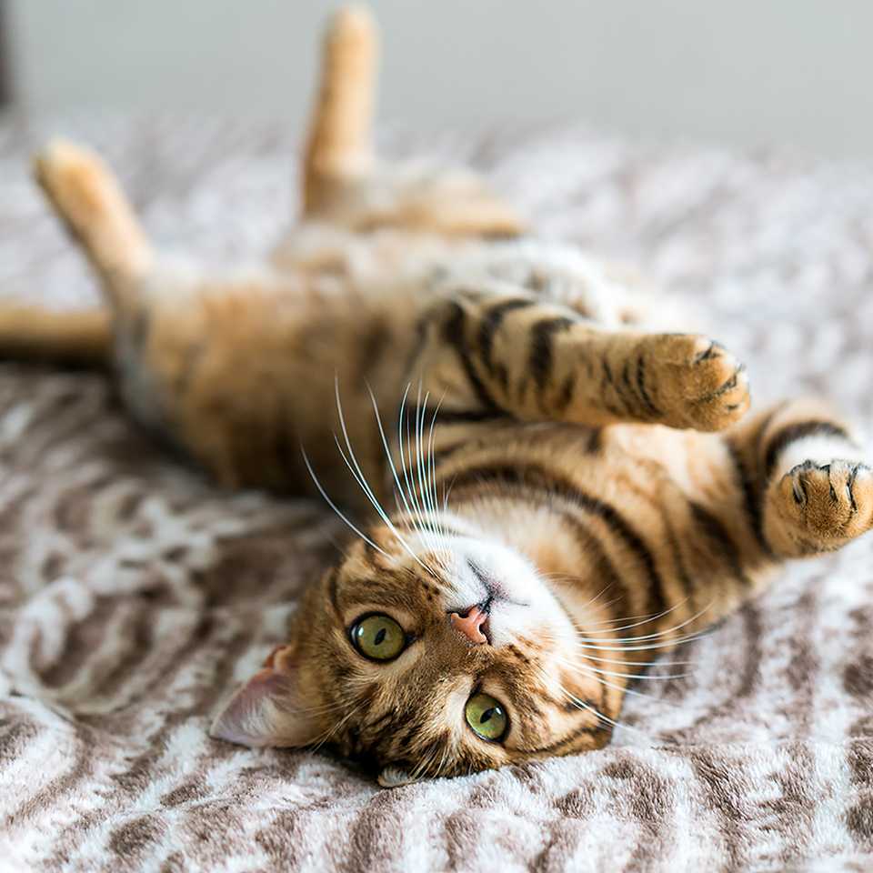 Cat stretching