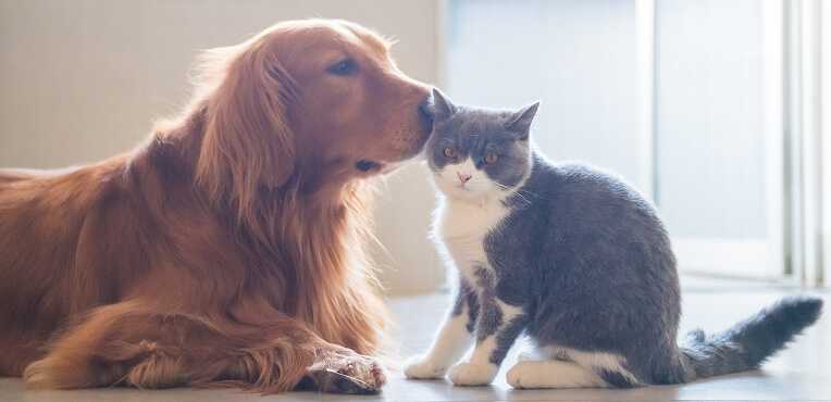 Dog and cat