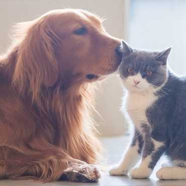 Dog and a cat