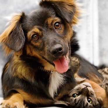 A dog and a cat