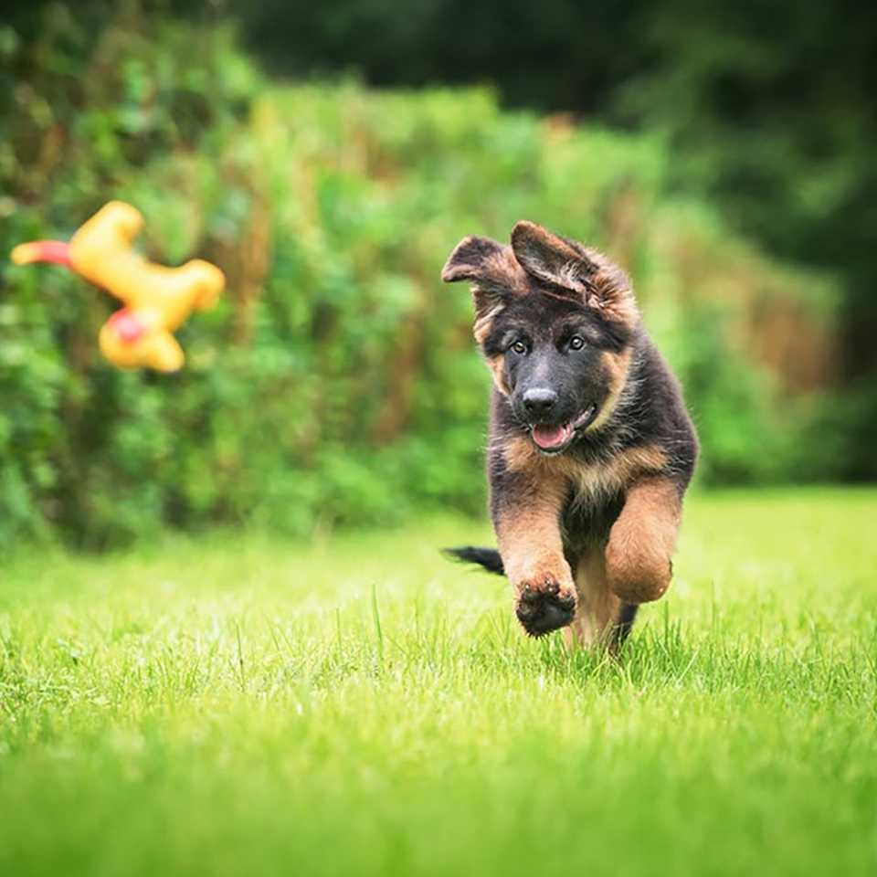 German Shepherd