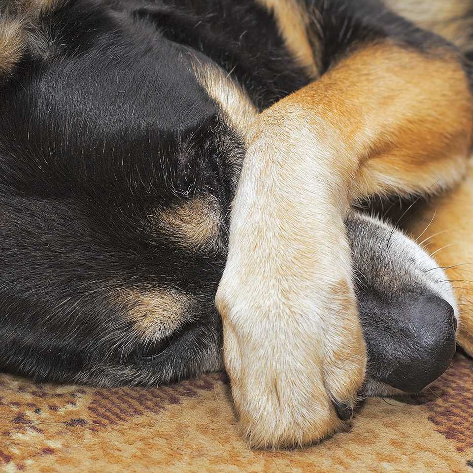 Pet insurance explained