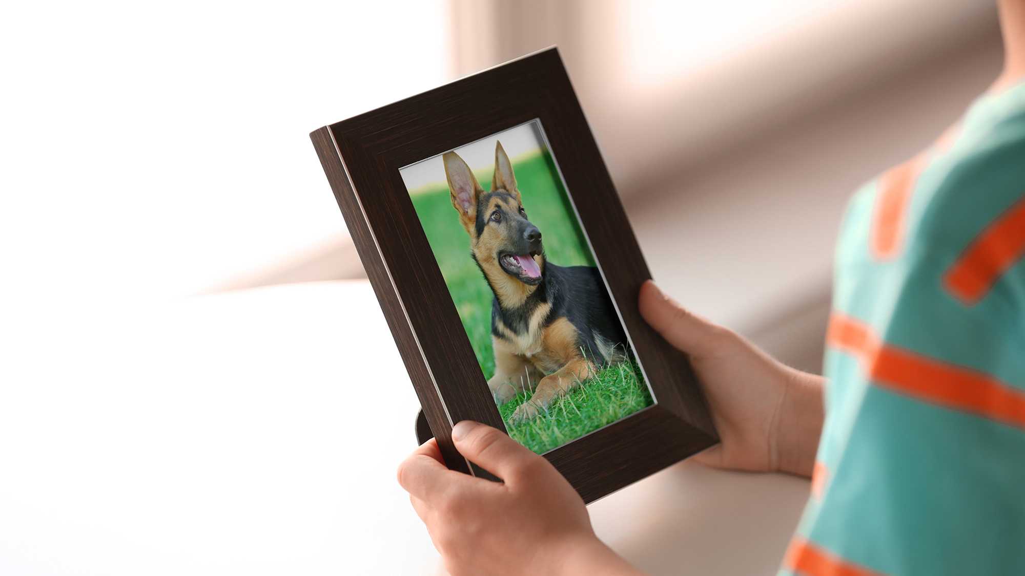 Dog in photo